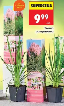 Trawa pampasowa