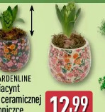 Gardenline Hiacynt w ceramicznej doniczce