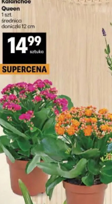 Kalanchoe Queen