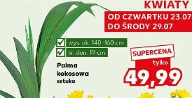 Palma kokosowa