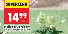 Helleborus Niger