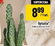 Opuntia średnica doniczki 6 cm