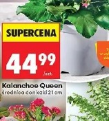 Kalanchoe Queen