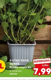 K-Stąd Takie Dobre Polska mięta XL w doniczce