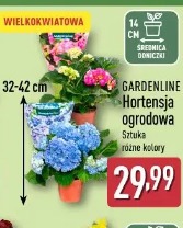 Gardenline Hortensja ogrodowa