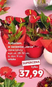 Anturium w ceramice „serce”