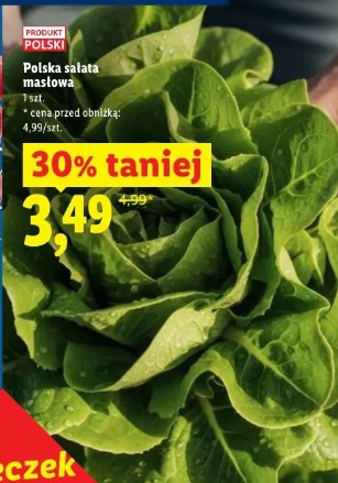 Polska sałata masłowa