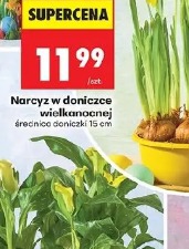 Narcyz w doniczce wielkanocnej