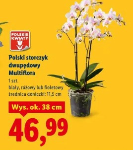 Polski storczyk dwupędowy Multiflora