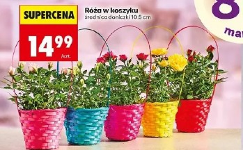 Róża w koszyku