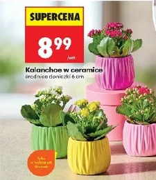 Kalanchoe w ceramice