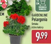 Gardenline Pelargonia