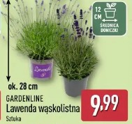 Gardenline Lawenda wąskolistna