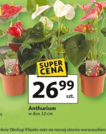 Anthurium