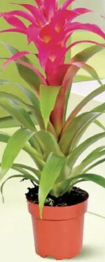Guzmania mix