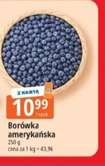 Borówka amerykańska