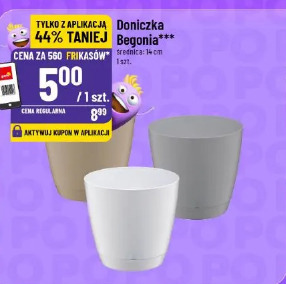 Doniczka Begonia