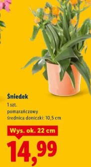 Śniedek