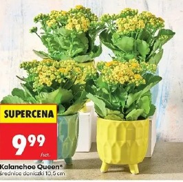 Kalanchoe Queen