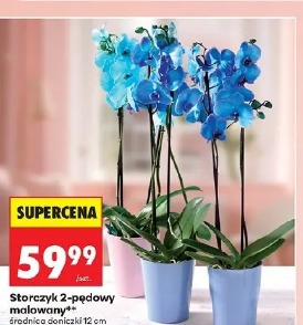 Storczyk 2-pędowy malowany