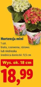 Hortensja mini
