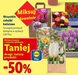 Wszystkie cebulki kwiatowe
