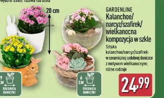 GARDENLINE Kalanchoe/narcyz/szafirek/wielkanocna kompozycja w szkle