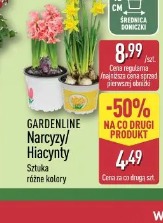 Gardenline Narcyz/Hiacynt