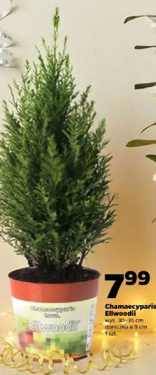 Chamaecyparis Ellwoodii