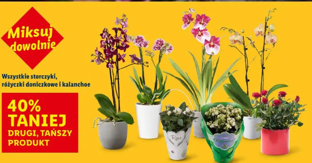 Wszystkie storczyki, różyczki doniczkowe i kalanchoe