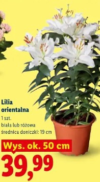 Lilia orientalna