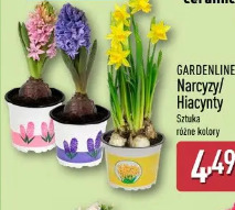 Gardenline Narcyzy/Hiacynty