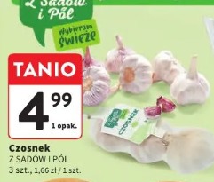 Czosnek Z Sadów i Pól