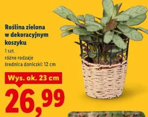 Roślina zielona w dekoracyjnym koszyku