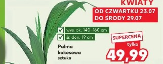Palma kokosowa