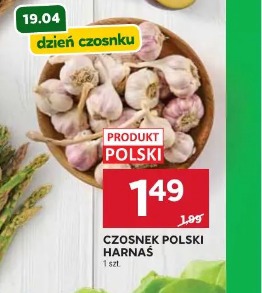 Czosnek Polski HARNAŚ