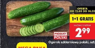 Ogórek szklarniowy polski