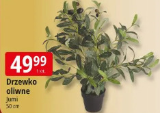 Drzewko oliwne Jumi