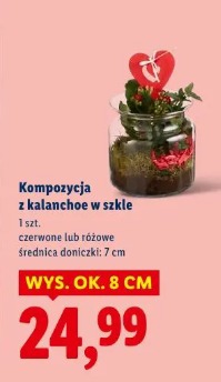 Kompozycja z kalanchoe w szkle