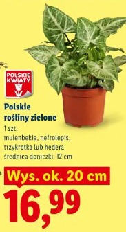 Polskie rośliny zielone