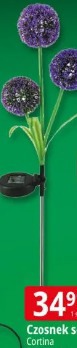 Czosnek solarny Cortina