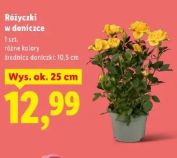 Różyczki w doniczce