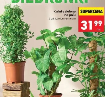 Kwiaty zielone na pniu