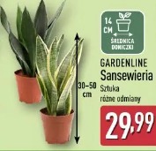 Gardenline Sansewieria
