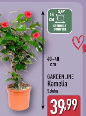 Gardenline Kamelia