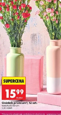 Goździk premium, 12 szt.