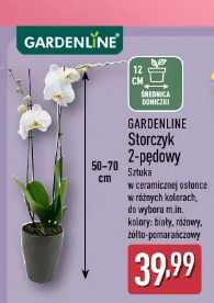 Gardenline Storczyk 2-pędowy