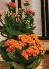 Kalanchoe