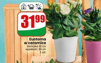 Eustoma w ceramice