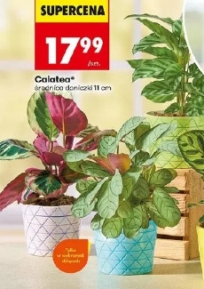 Calatea